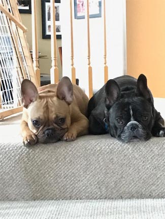 Lawyer Charles D. Slane dogs